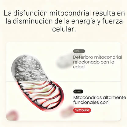 Mitopure Urolitina A Suplemento en polvo 500 mg